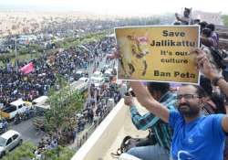 Jallikattu: Protesters refuse to back down