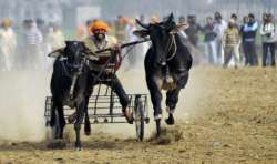 Mamahrahtra govt to seek legal opinion on lifting ban on bullock racing sport