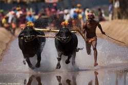 Protests seeking an end to the ban on Kambala grew after TN allowed Jallikattu