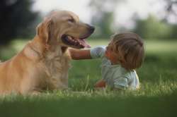 Dogs possess social skills similar to toddlers