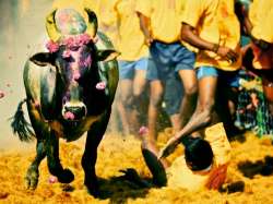 File pic - Two dead, 80 injured in Jallikattu event in Tamil Nadu 