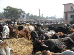 Centre bans sale, purchase of cattle from animal markets for slaughter