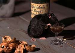 Rats drank Alcohol, insists Bihar Police