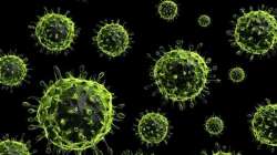 H1N1 virus swine flu 