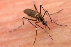 dengue vector borne disease bangalore rains