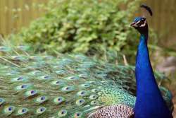 mahesh sharma peacock remark