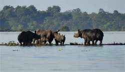 38 per cent of the Kaziranga National Park is submerged