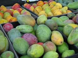 Mangoes of India