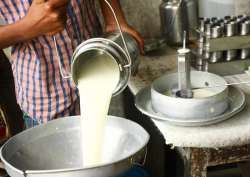 India to be world's biggest milk producer by 2026: Report