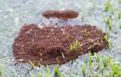 fire ants colony after Harvey