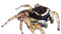 new spider species mumbai aarey milk colony