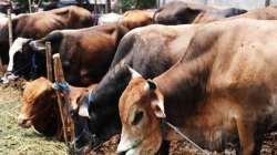 Muslim man transporting cows found dead in Rajasthan's Alwar