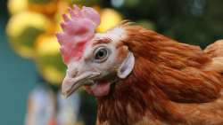 pakistani boy sexually assault hen