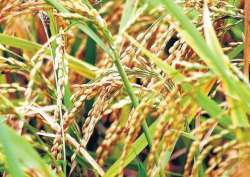 Bihar fixes no target for paddy procurement; to buy all from farmers 