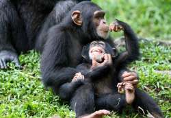 Chimps in Uganda