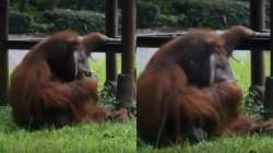 Orangutan, cigarette