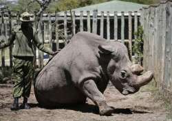 In this photo taken Wednesday, May 3, 2017, a ranger takes care of Sudan, the world’s last male northern white rhino, at the Ol Pejeta Conservancy in Laikipia county in Kenya.