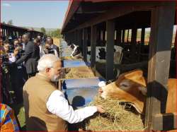 PM Modi gifts 200 cows to villagers in Rwanda