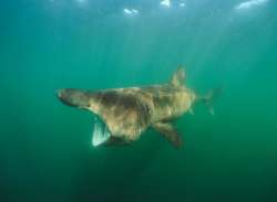 Goliath Grouper eats Shark