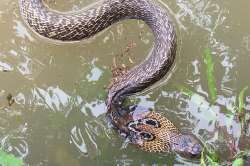 Snakes were spotted in many houses after the water levels receded.