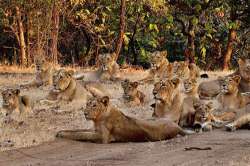 Around 23 Asiatic lions have died in Gujarat's?Gir?forest since September 12 (File Photo/PTI)