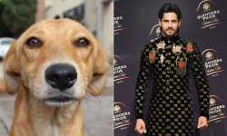 dog gatecrashed sidharth malhotra fashion show