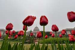 Fully bloomed tulips at the Mughal Gardens of Rashtrapati Bhavan in New Delhi