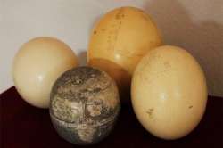 Dinosaur Eggs