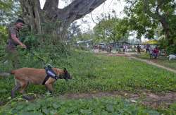 The five German Shepherd dogs of a single family, including parent dogs in the age of two years and others of six months in age, were handed over to the army. (Representational image)