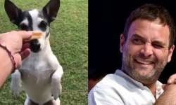 Rahul's 'Pidi' love out in open, check out when both went on a fun car ride