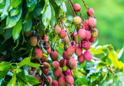 After encephalitis death in Bihar, Odisha government orders testing of litchi fruit