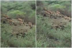 Gir lion at the forest