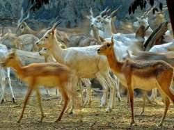 An ultra-modern zoo of global standards is expected to come up in the suburban Goregaon in Maharashtra