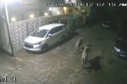 Lioness hunting at a residential area