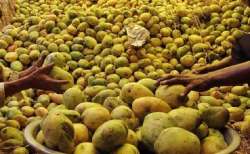 The Alphonso from the western part of the country has not only become the country's favourite fruit but is also exported to the UK, US and EU nations.