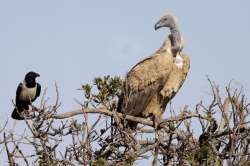 A vulture is a scavenging bird of prey. The two types of vultures are the New World vultures, including the Californian and Andean condors, and the Old World vultures, including the birds that are seen scavenging on carcasses of dead animals on African plains.