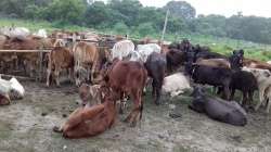 Cattle smuggling