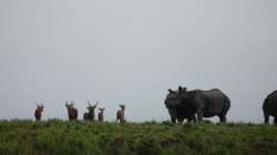 Video of deer trying to save themselves from drowning in Kaziranga tells you the story of Assam floo