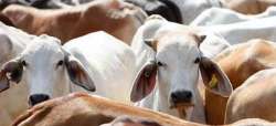 Upset farmers lock 200 cows in UP school