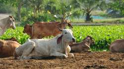 cows face fodder crisis