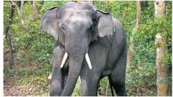 Delhi: Missing elephant, Laxmi, found after two months; mahout detained