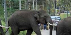 Man dies after being attacked by elephants in Odisha