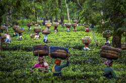 Assam tea growers start No Sickles campaign