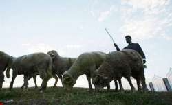 UP man let wife go with lover for 71 sheep, owner's father demands flock back