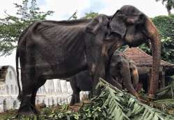 In name of faith, 70-year-old skeletal elephant forced to parade in Sri Lanka