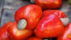 Cashew apple, thy name is Cashew apple.