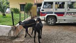 Hilarious! Two goats 'arrested' in Telangana for grazing on saplings