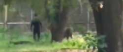 Video: Man jumps barricade to come face-to-face with Lion in Delhi Zoo