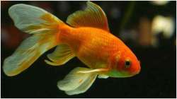 Vastu Tips: Keeping goldfish can bring prosperity in your house. Know why