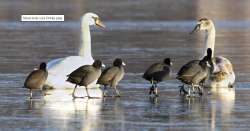 Preliminary report says thousands of birds died due to botulism near Jaipur. Representational image